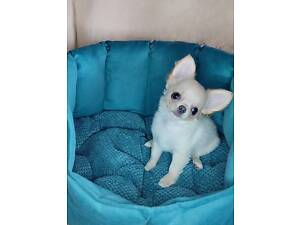 Довгошерсті чіхуахуа. Кремова мрія.