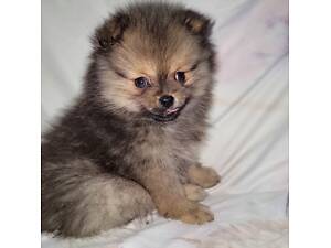 Две девочки и мальчик шпиц в поисках своей семьи