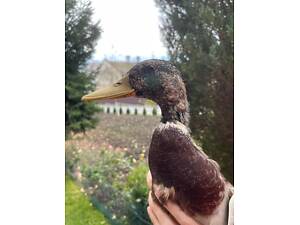 Дикі качки! Ручні!