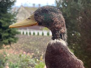 Дикі качки! Ручні!