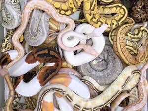 Эффектный ручной королевский питон, региус, разные морфы и возраст.