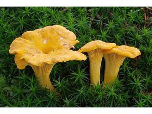 Екстракт Лисичок полісахаридів 50%