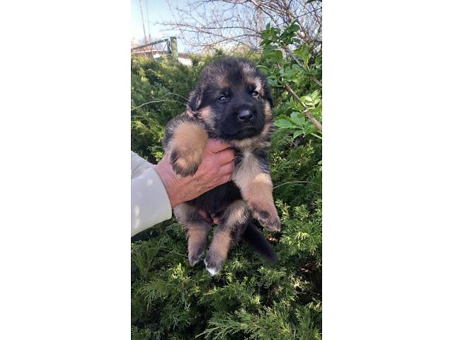 Елітні цуценята німецької вівчарки робочого розведення - Фото 3