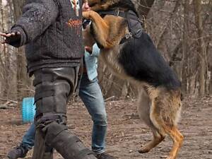 Елітні цуценята німецької вівчарки робочого розведення