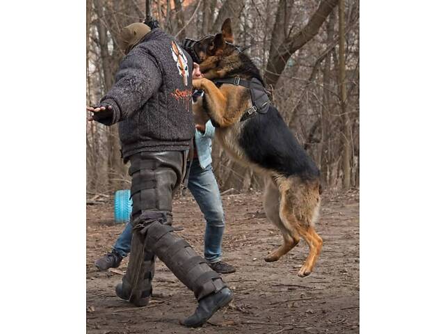 Елітні цуценята німецької вівчарки робочого розведення - Фото 1