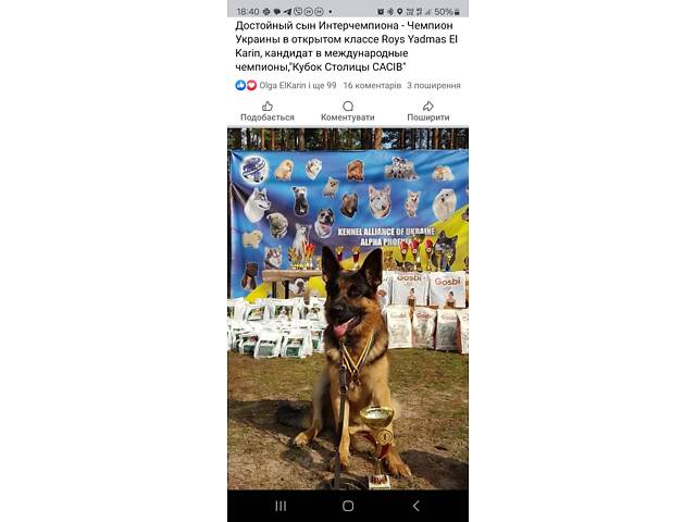 Елітні цуценята німецької вівчарки робочого розведення - Фото 2