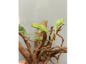 Єменські хамелеони малята