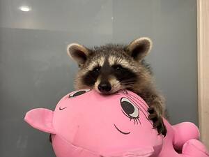 Єнот полоскун, ручний єнотик.