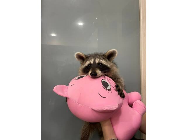 Єнот полоскун, ручний єнотик. - Фото 1