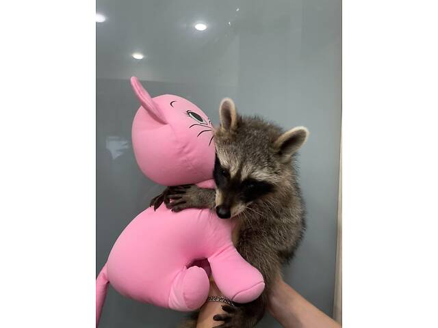 Єнот полоскун, ручний єнотик. - Фото 2