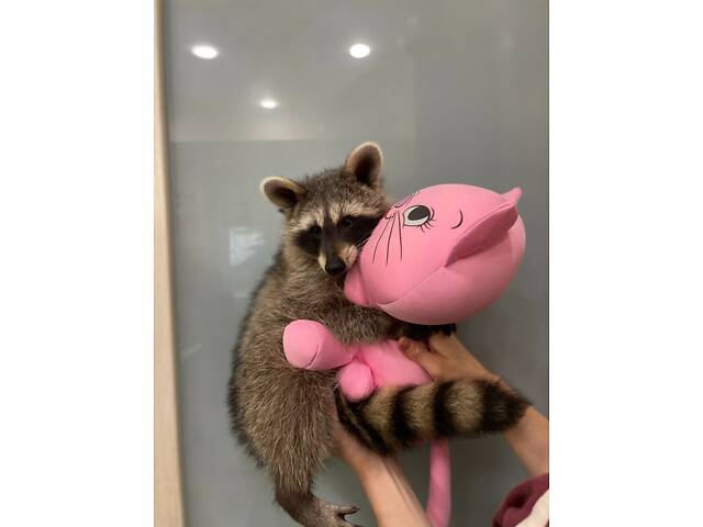 Єнот полоскун, ручний єнотик. - Фото 3