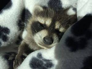 Енот-полоскун, игривый друг в вашу семью.