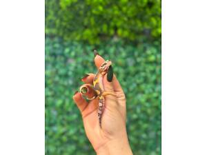 Еублефар гекон леопардовий