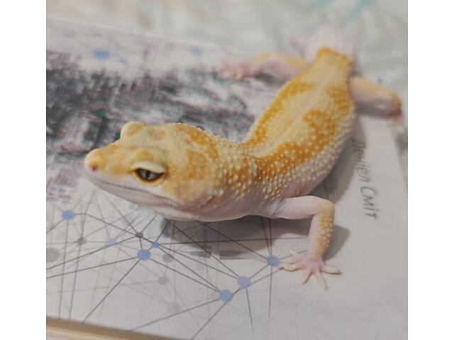 Еублефар ( усміхнена ящірка ) - Фото 1