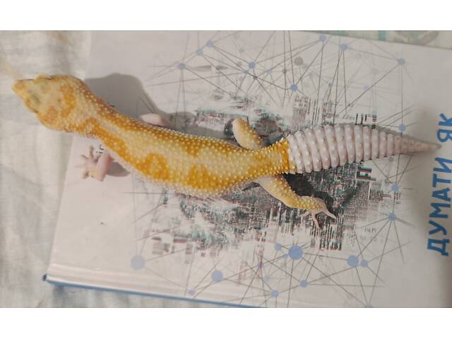 Еублефар ( усміхнена ящірка ) - Фото 2