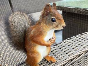 Європейська руда білочка, вольєрні ласкаві білочки