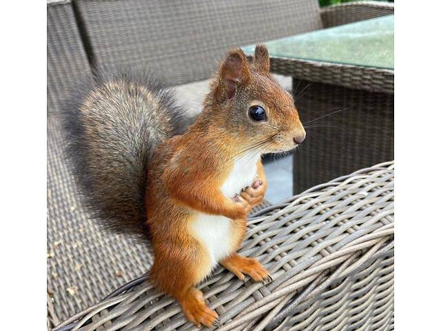 Європейська руда білочка, вольєрні ласкаві білочки - Фото 1