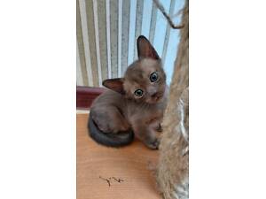 Європейська бурма соболь