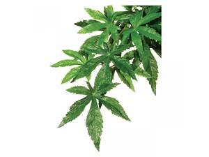 Exo Terra Декорация для террариума Exo Terra Abuliton M растение, шёлк, 45см