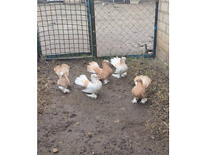 Єйські голуби статні голуби