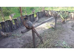 Фазан мисливський