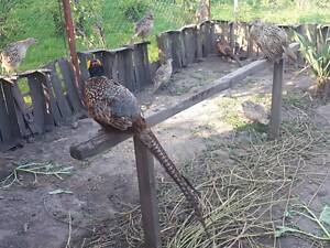 Фазан мисливський