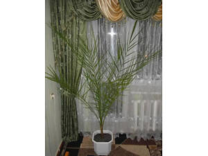 Фінікова пальма в білому горщику