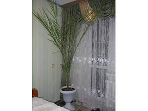 Фінікова пальма в красивому оригінальному білому горшочку на ножкі