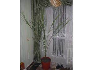 Фінікова пальма