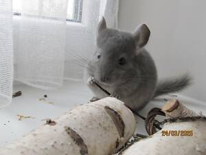 Фіолетові шиншили