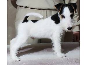 Фокстер'єр Жорсткошерстний цуценята