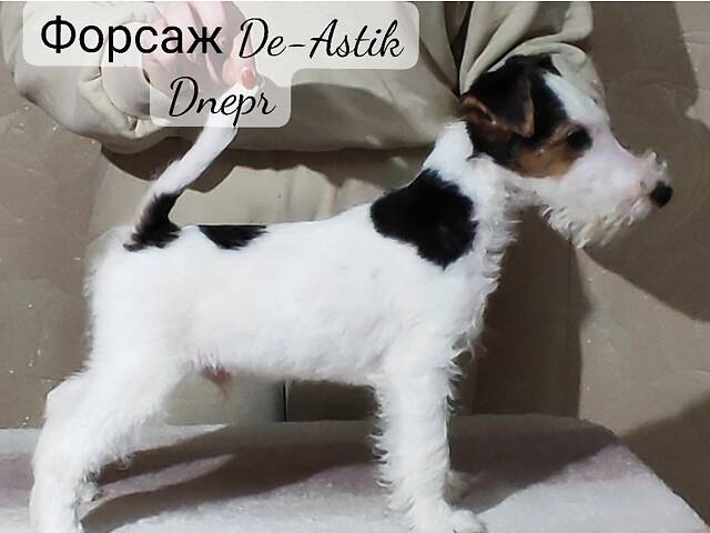 Фокстер'єр Жорсткошерстний цуценята - Фото 2