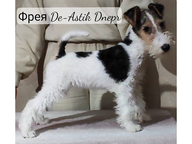 Фокстер'єр Жорсткошерстний цуценята - Фото 3