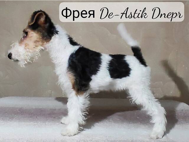 Фокстер'єр Жорсткошерстний цуценята - Фото 4