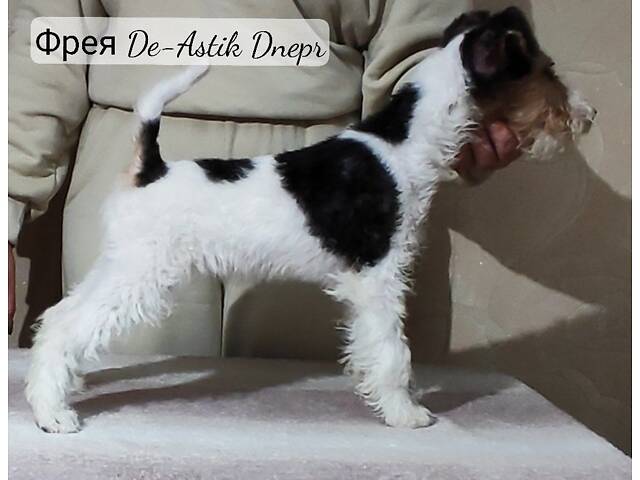 Фокстер'єр Жорсткошерстний цуценята - Фото 5