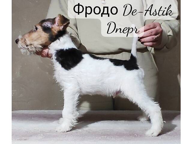 Фокстер'єр Жорсткошерстний цуценята - Фото 6