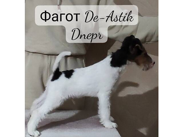 Фокстер'єр Жорсткошерстний цуценята - Фото 7