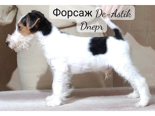 Фокстер'єр Жорсткошерстний цуценята - Фото 8