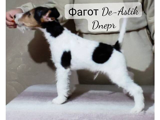 Фокстер'єр Жорсткошерстний цуценята - Фото 9