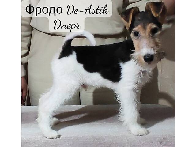 Фокстер'єр Жорсткошерстний цуценята - Фото 10