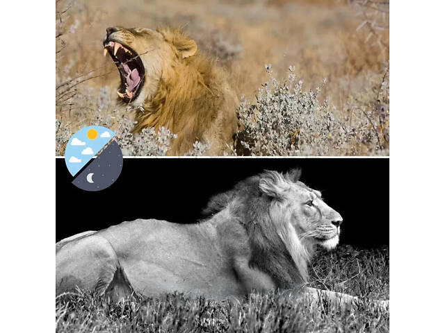 Фотопастка з датчиком руху та нічним баченням 32mp XPRO HC-801A (234570490_1222) - Фото 1