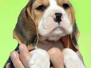 Новорічне відео) Біглі, сяючі оченята, оксамитові вушка, цуценята бігля від Чемпіонів, розплідник.