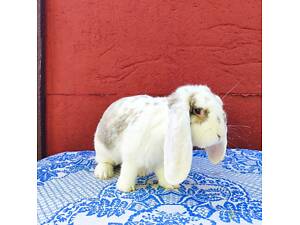 Французький баран