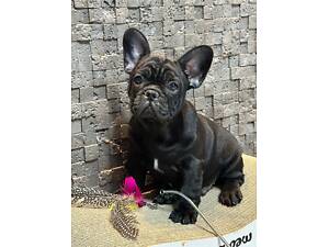 Французький бульдог малюк