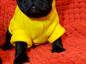 Французький бульдог, цуценята