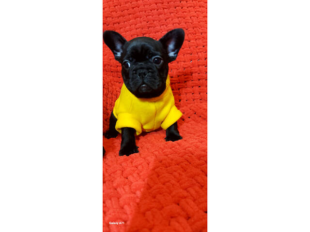 Французький бульдог, цуценята - Фото 1