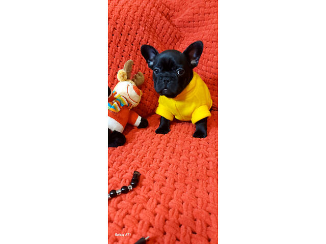 Французький бульдог, цуценята - Фото 2