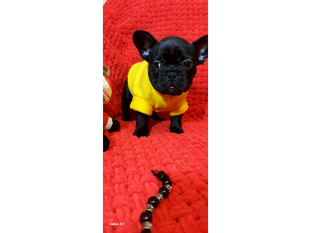 Французький бульдог, цуценята - Фото 3