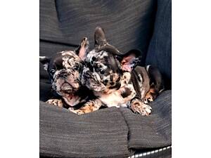 Французький бульдог.