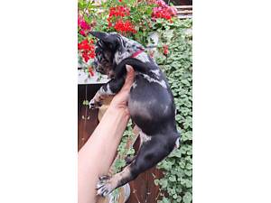 Французький бульдог.